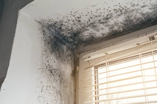 Affordable Attic Mold Removal solutions in Sonora, KY